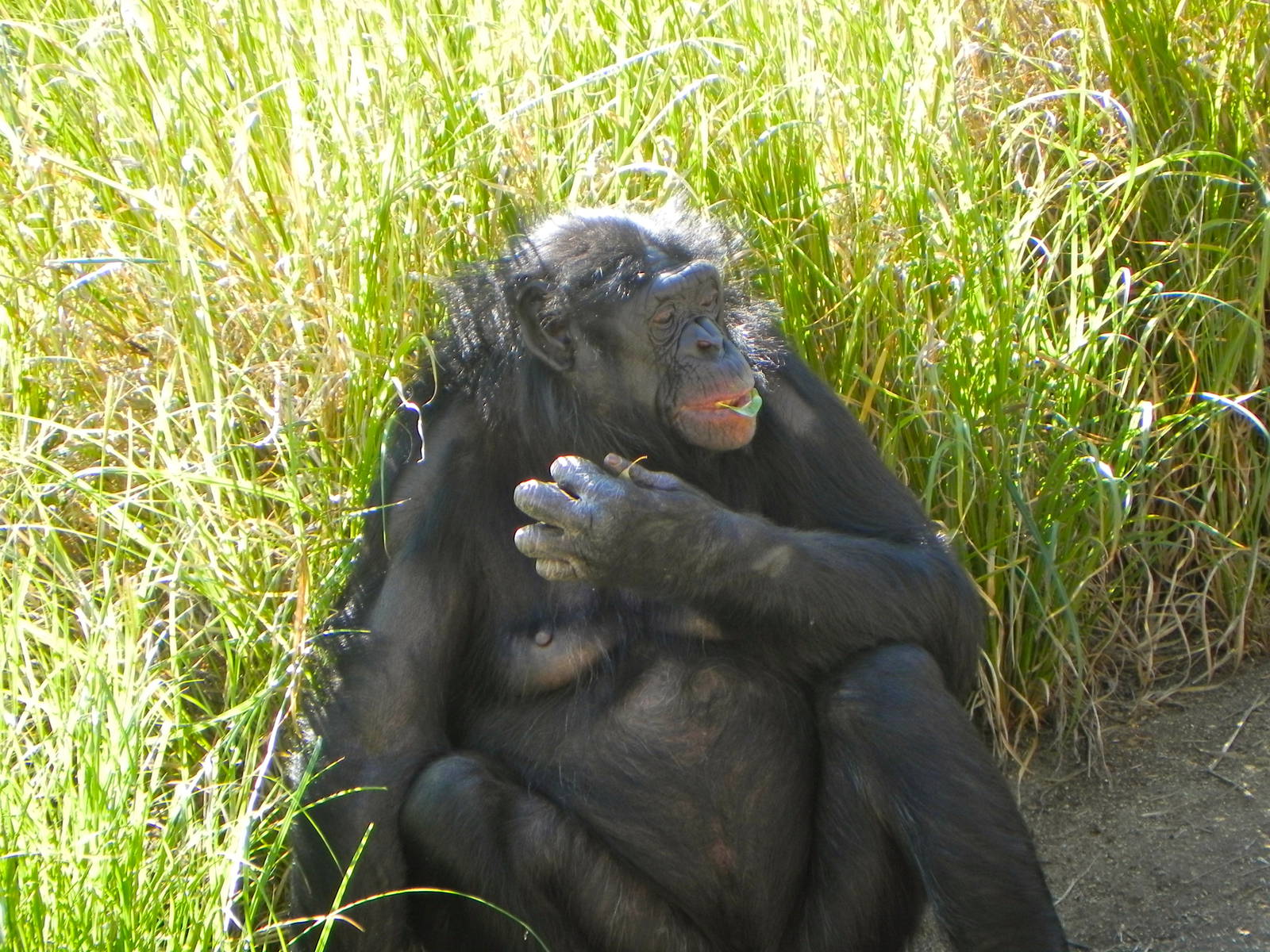 Behind the Scenes Safari Cats and Critters