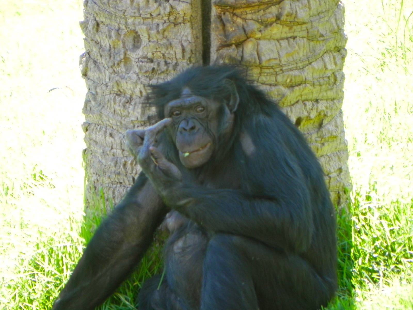 Behind the Scenes Safari Cats and Critters