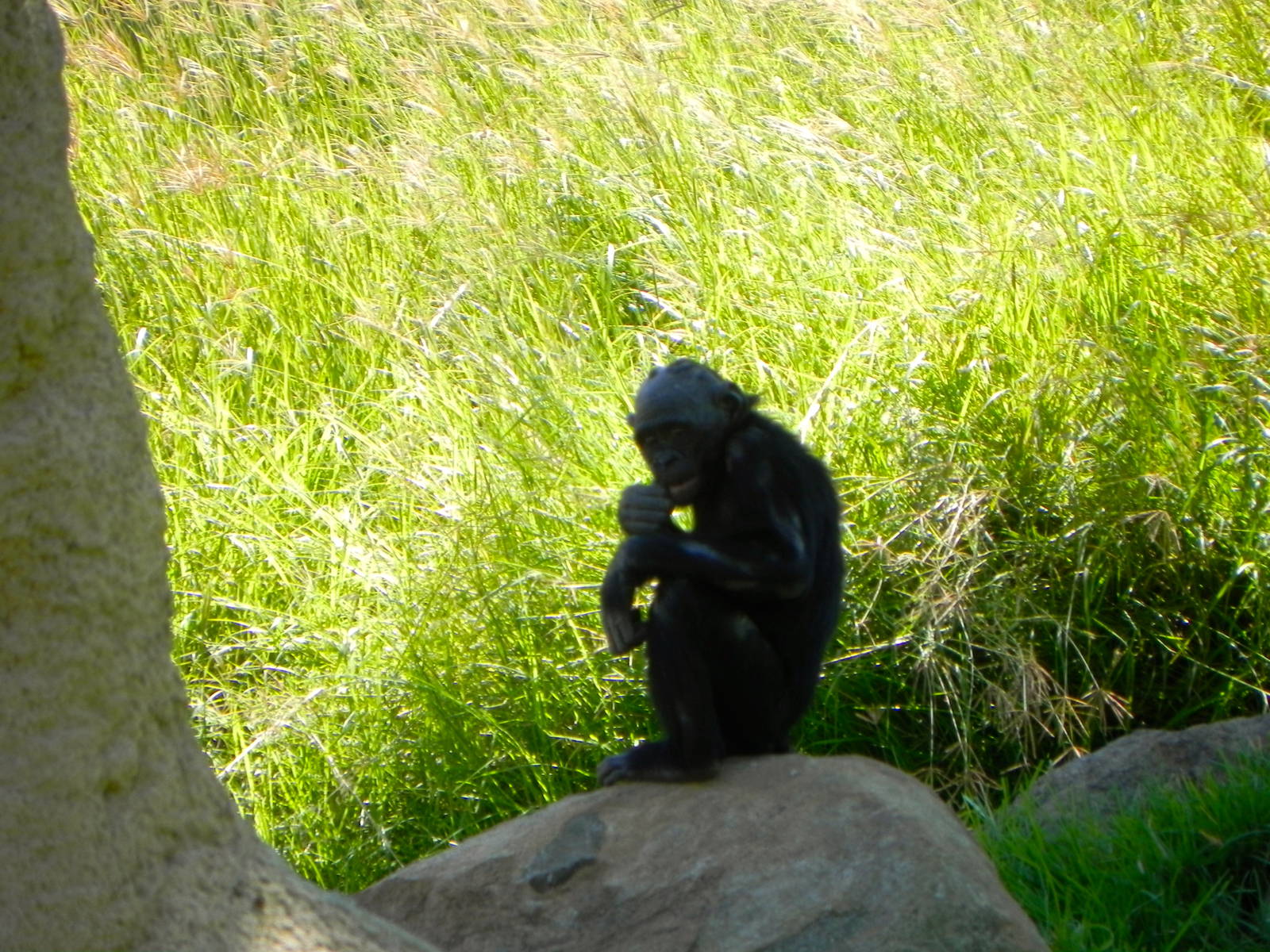 Behind the Scenes Safari Cats and Critters