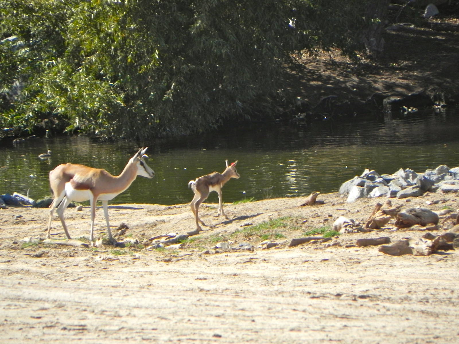 Behind the Scenes Safari Cats and Critters