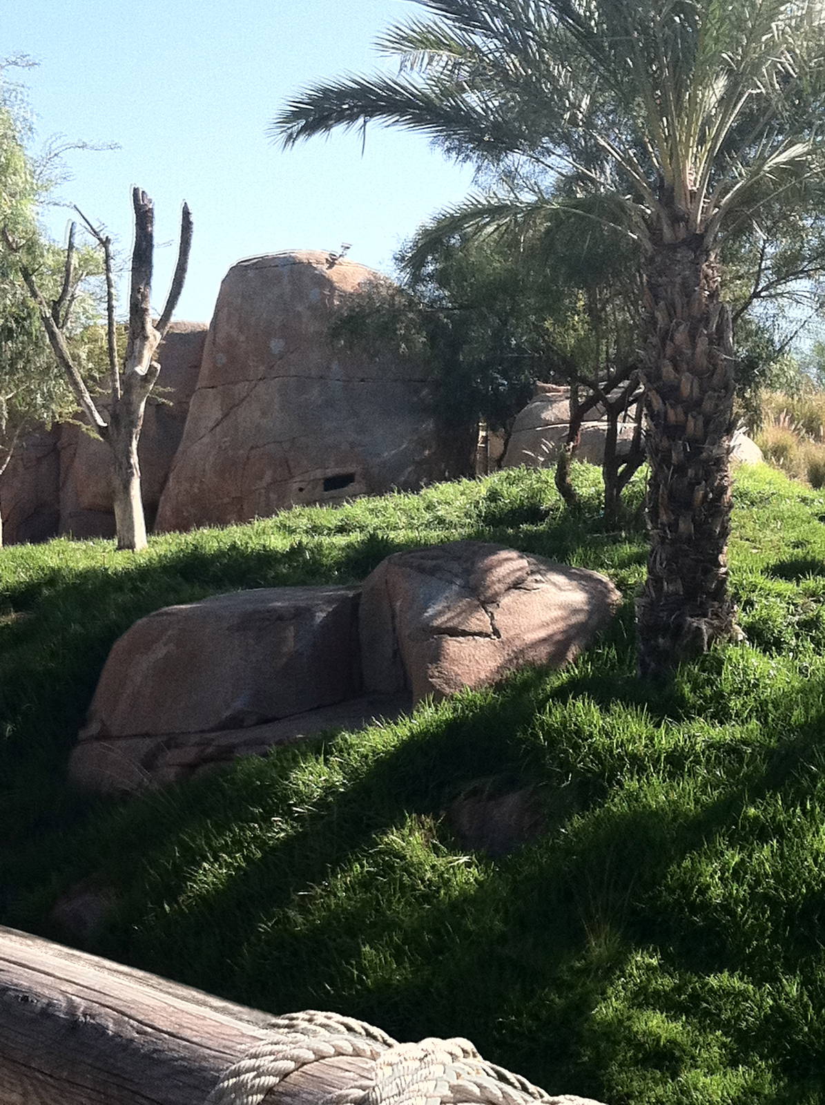 Behind the Scenes Safari Cats and Critters