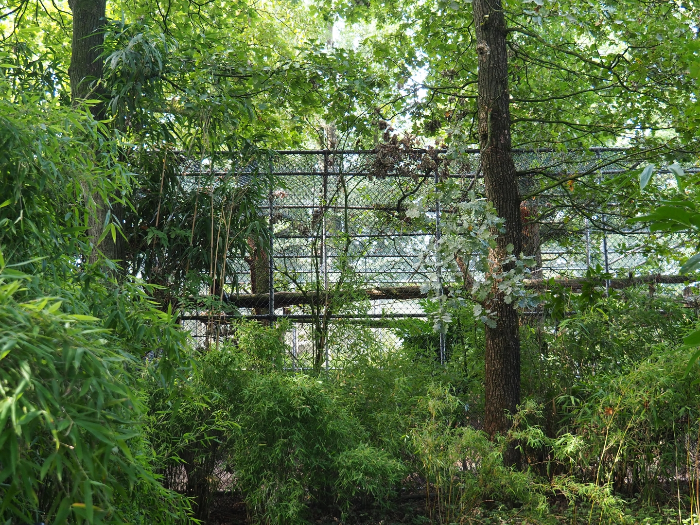 Behind-the-scenes second Sri Lankan leopard cage (Sep 16th, 2018)