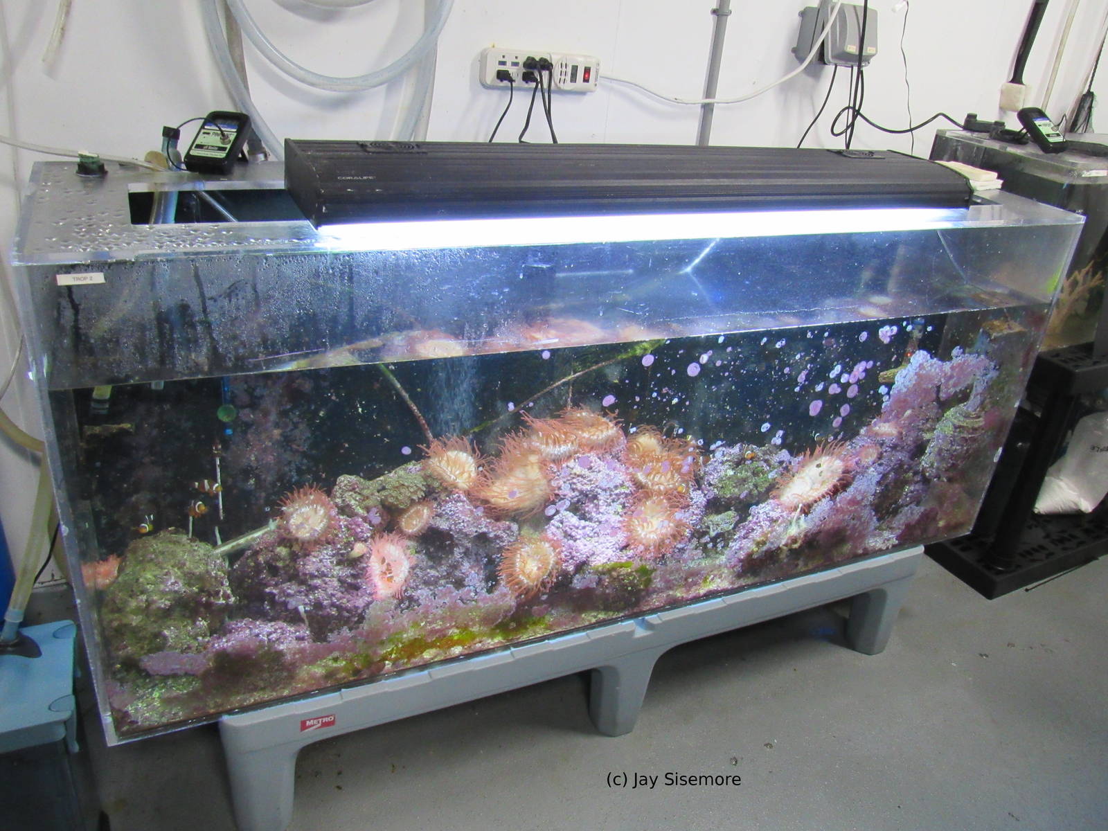 Behind the Scenes Tropical Tank