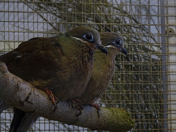 Behind the scenes; White-eared Brown-dove (Phapitreron leucotis)
