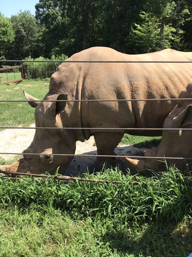 Behind the Scenes: White Rhino "Mguu" and "Kit"