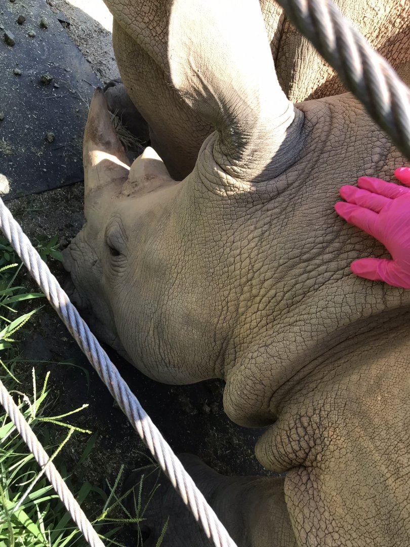 Behind the Scenes: White Rhino "Mguu"