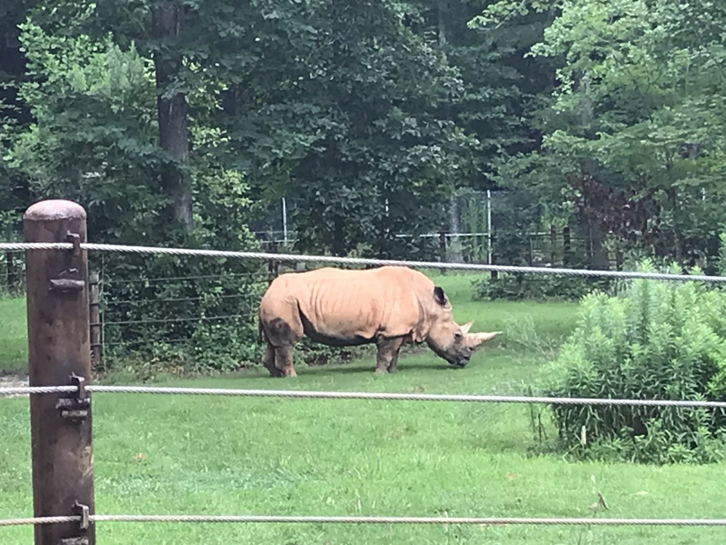 Behind the Scenes: White Rhino "Olivia"