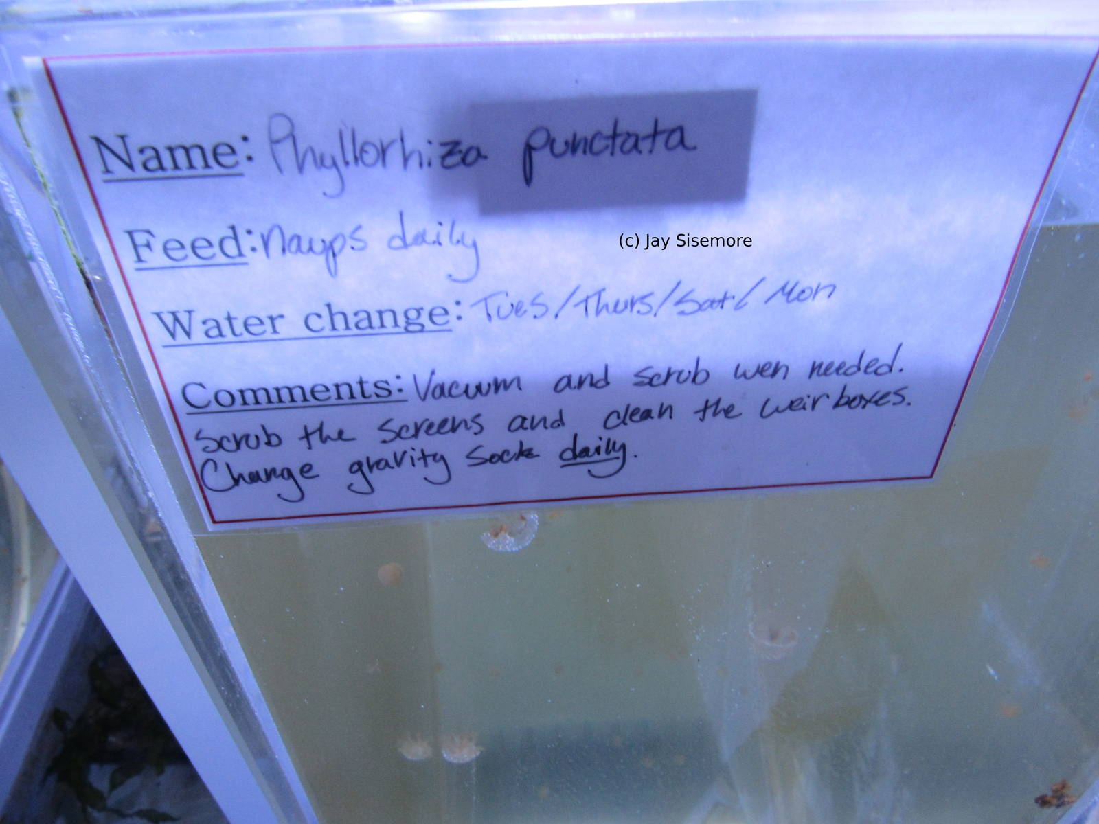 Behind the Scenes White Spotted Jelly Lab