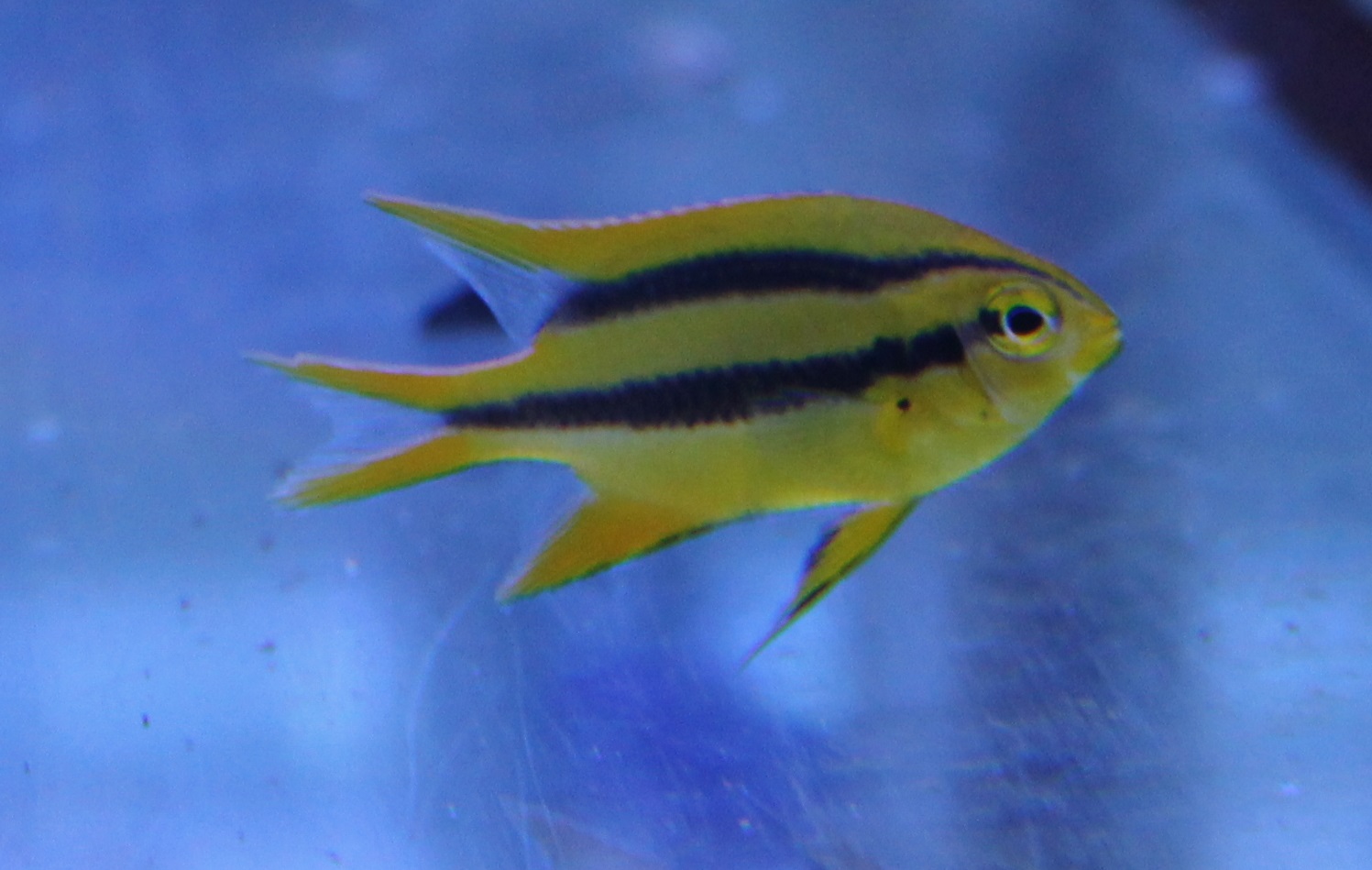 Behn's damselfish - Neoglyphiodon nigroris
