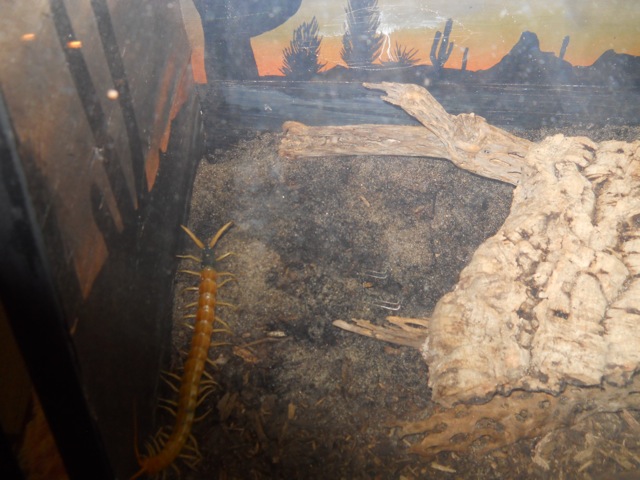 Behold the Sonoran Giant Centipede