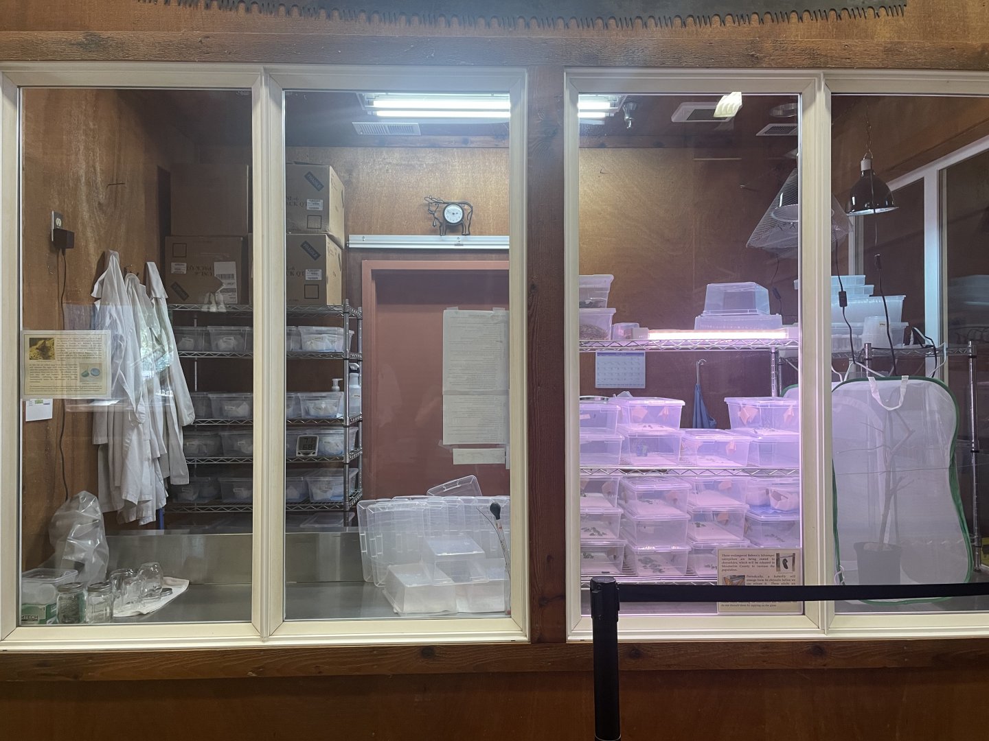 Behren’s silverspot breeding lab