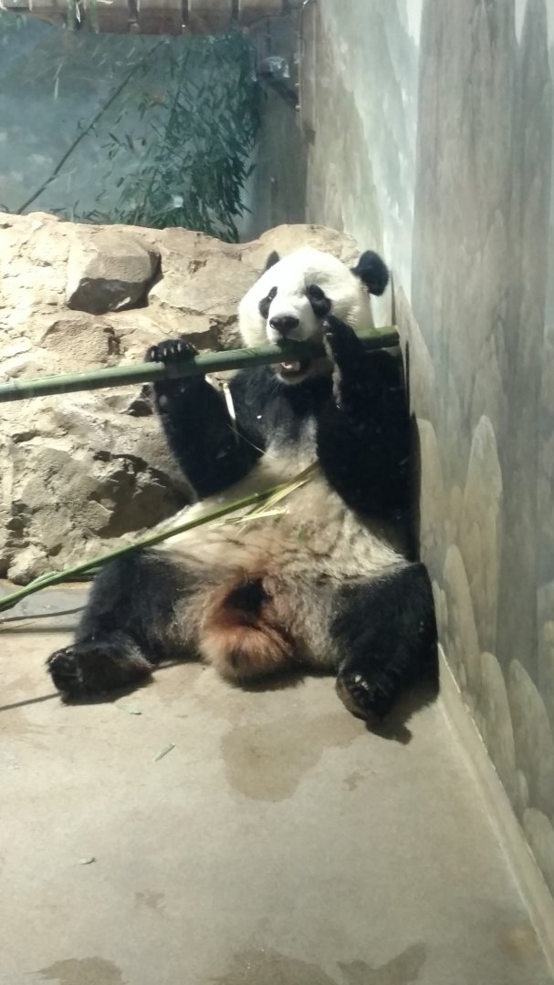 Bei Bei, 4, at NZP