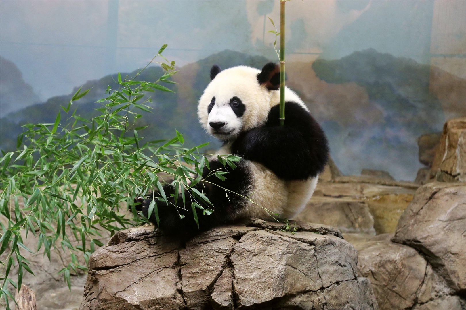 Bei Bei on his first birthday, August 2016