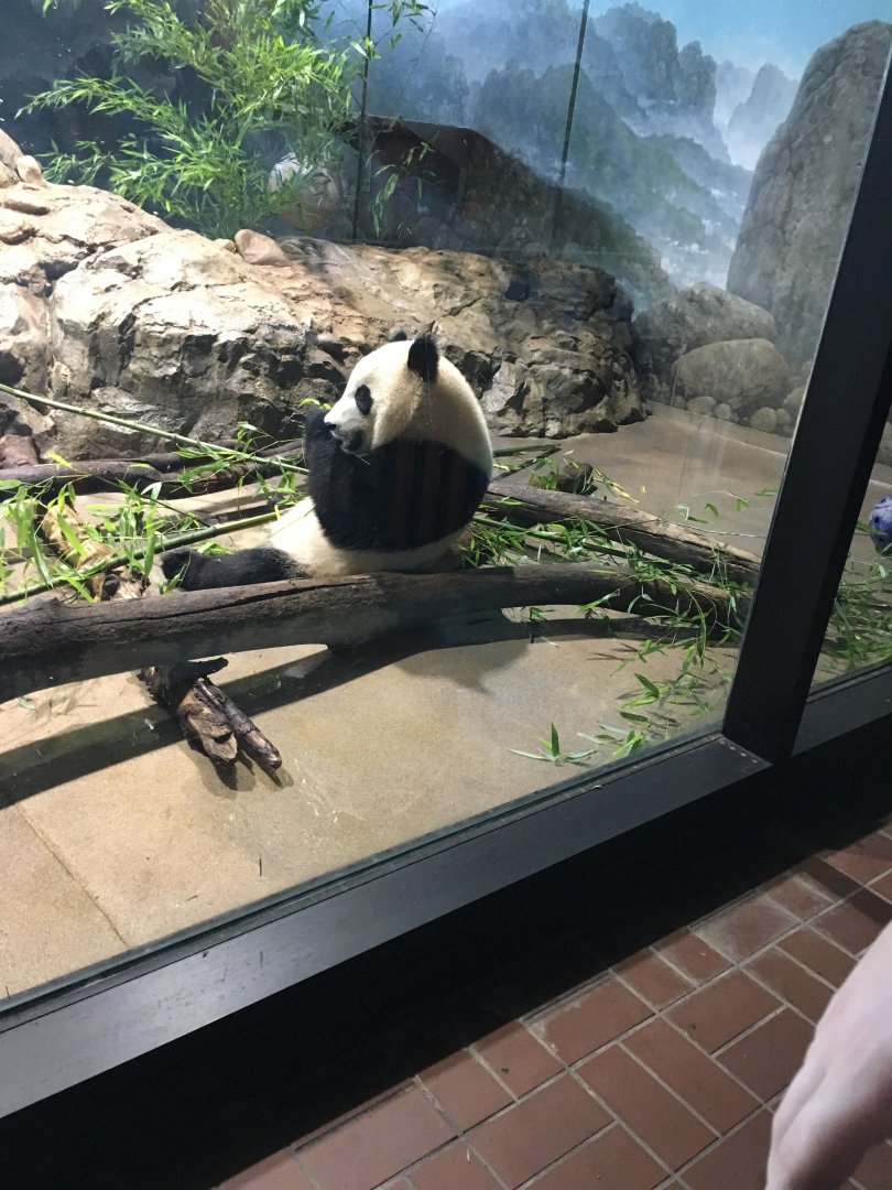 Bei bei the giant panda