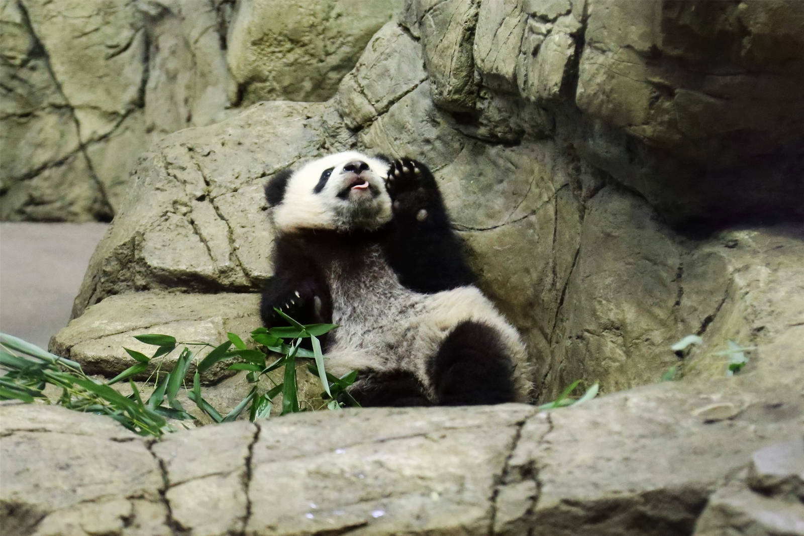 Bei Bei's Public Debut