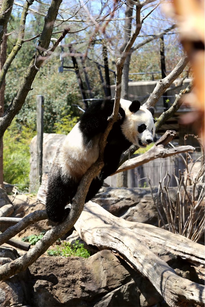 Beibei the Giant Panda, April 2018