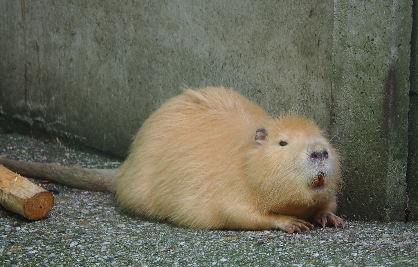 Beige Coypu/Nutria (Myocastor coypus), 2021-05-29