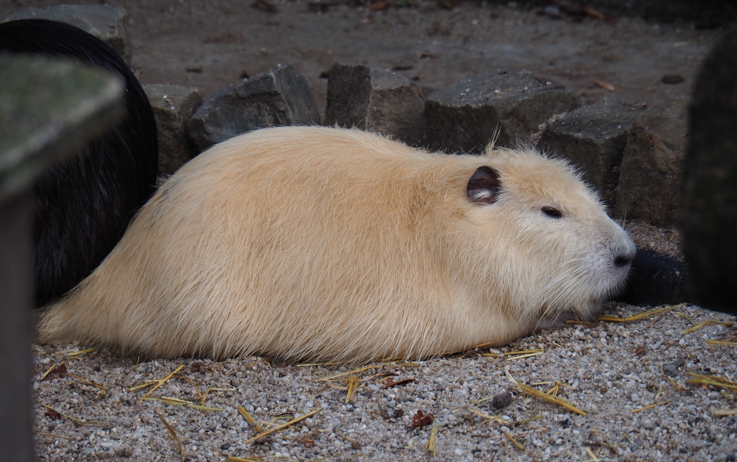 Beige nutria (Myocastor coypus), 2019-04-06