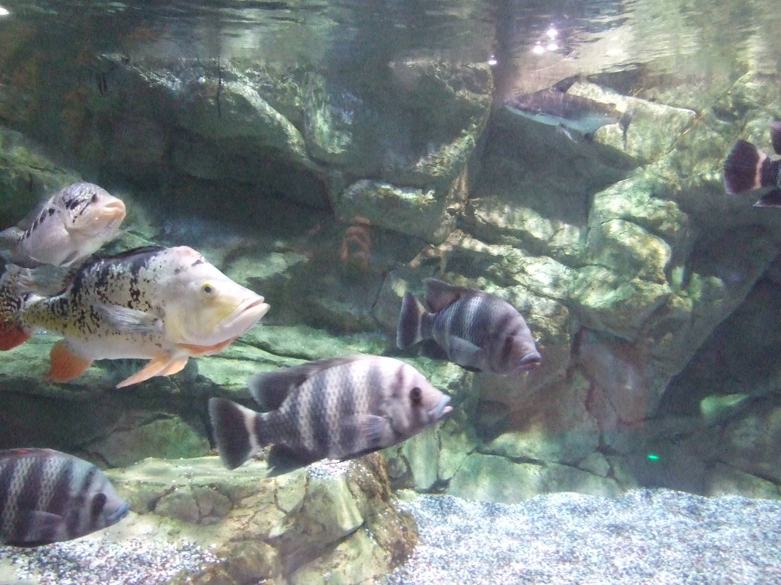 Beijing Aquarium