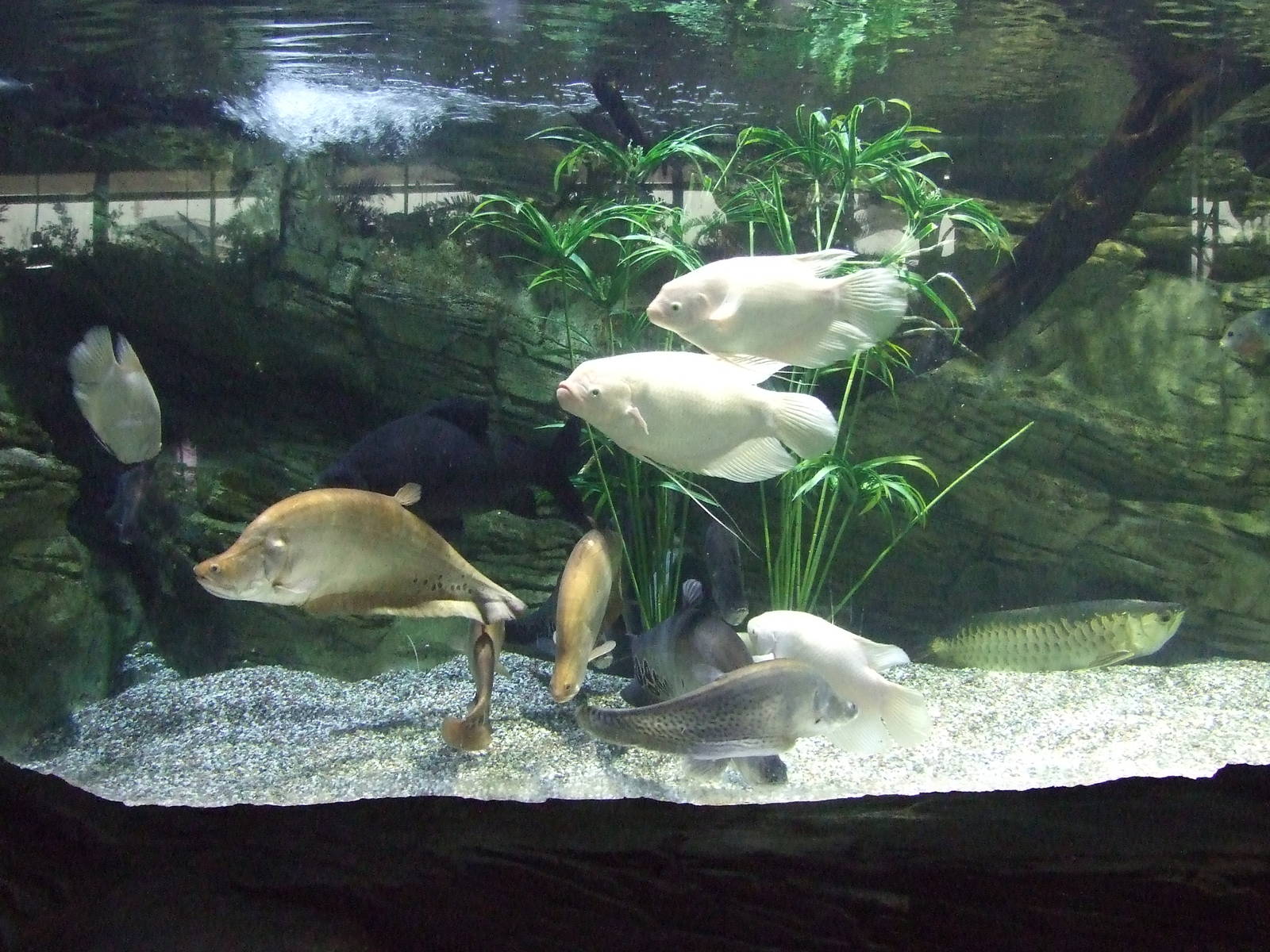 Beijing Aquarium