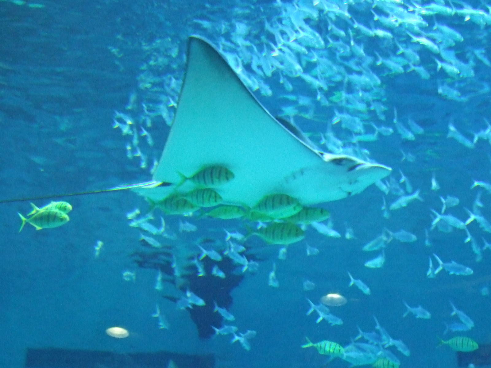 Beijing Aquarium