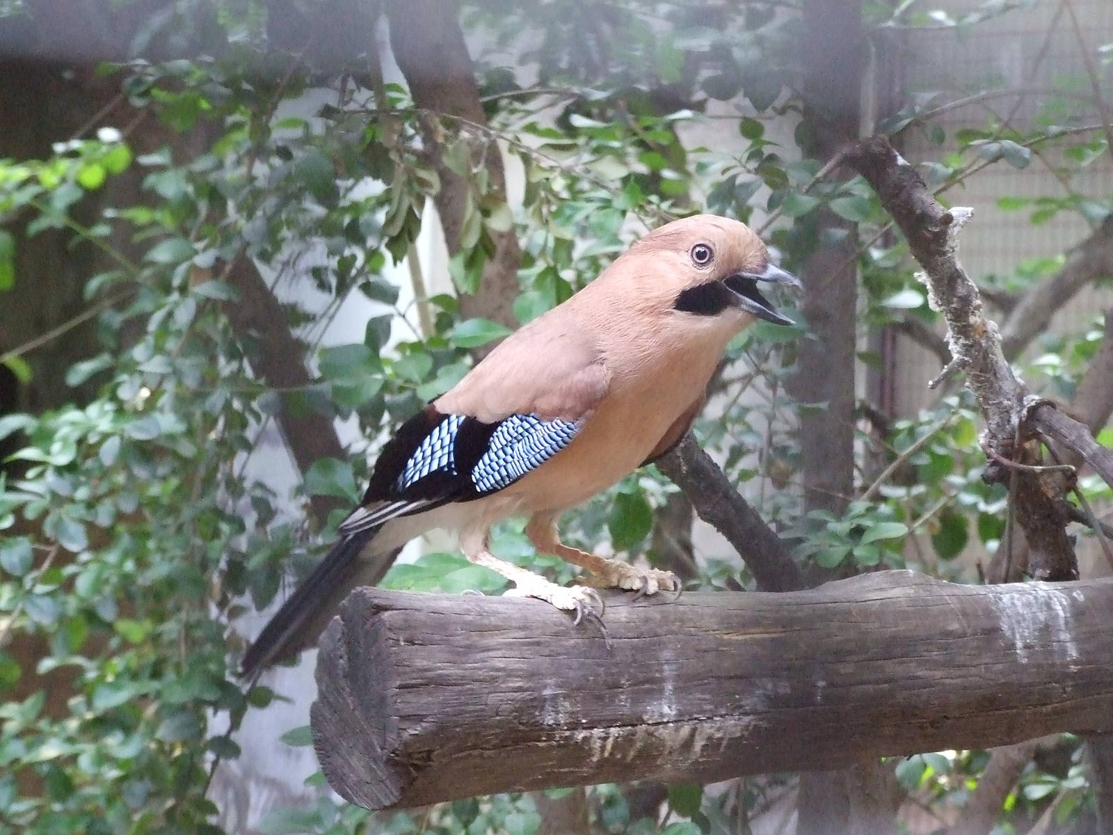 Beijing jay (Garrulus glandarius pekingensis)