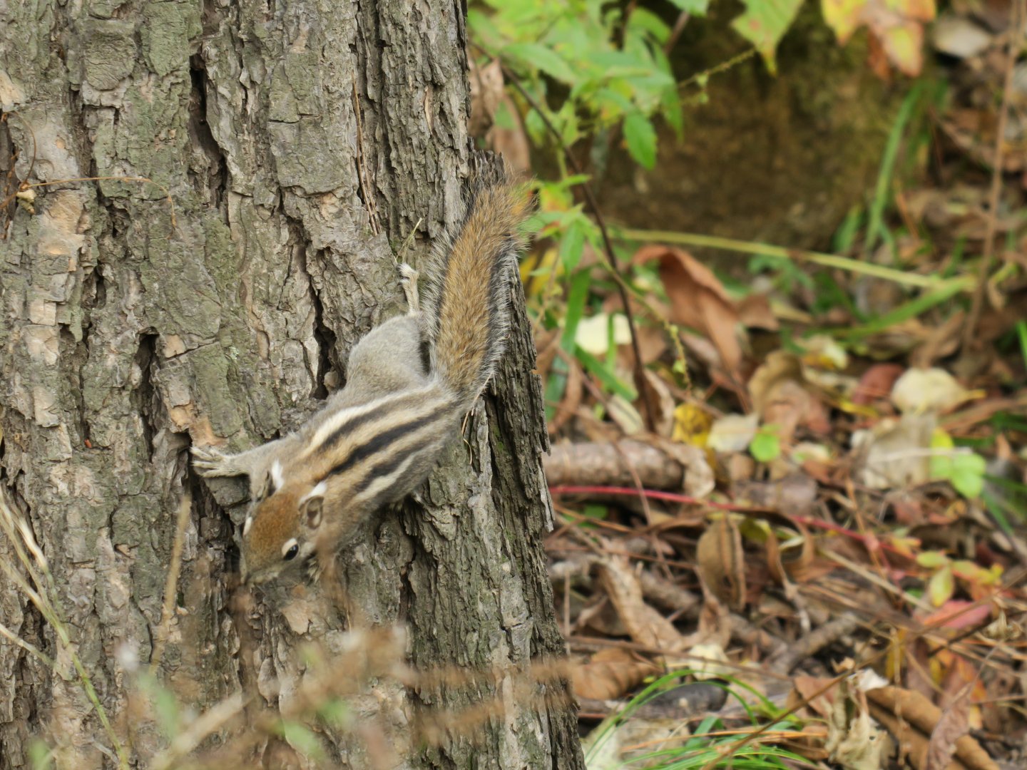 Beijing Swinhoe's striped squirrel (Tamiops swinhoei vestitus)