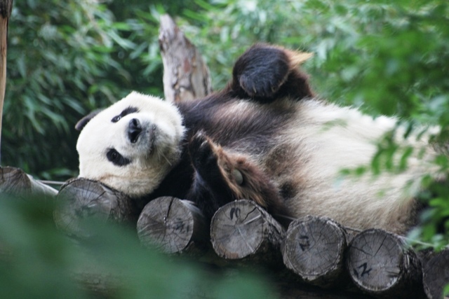 Beijing Zoo, 2006
