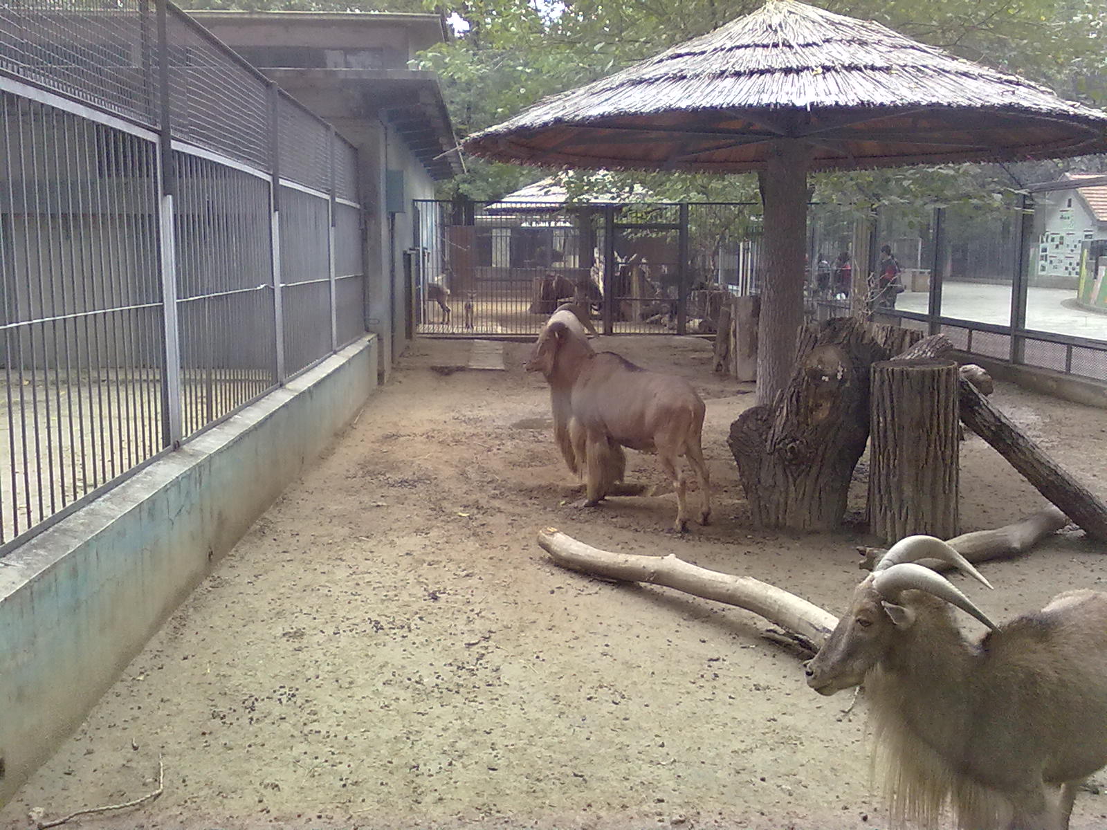 Beijing Zoo