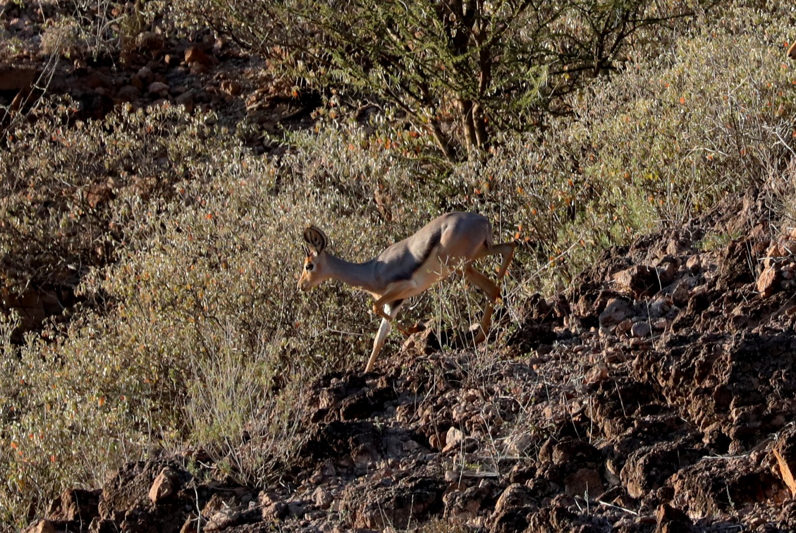 Beira (Dorcatragus megalotis) finally!!