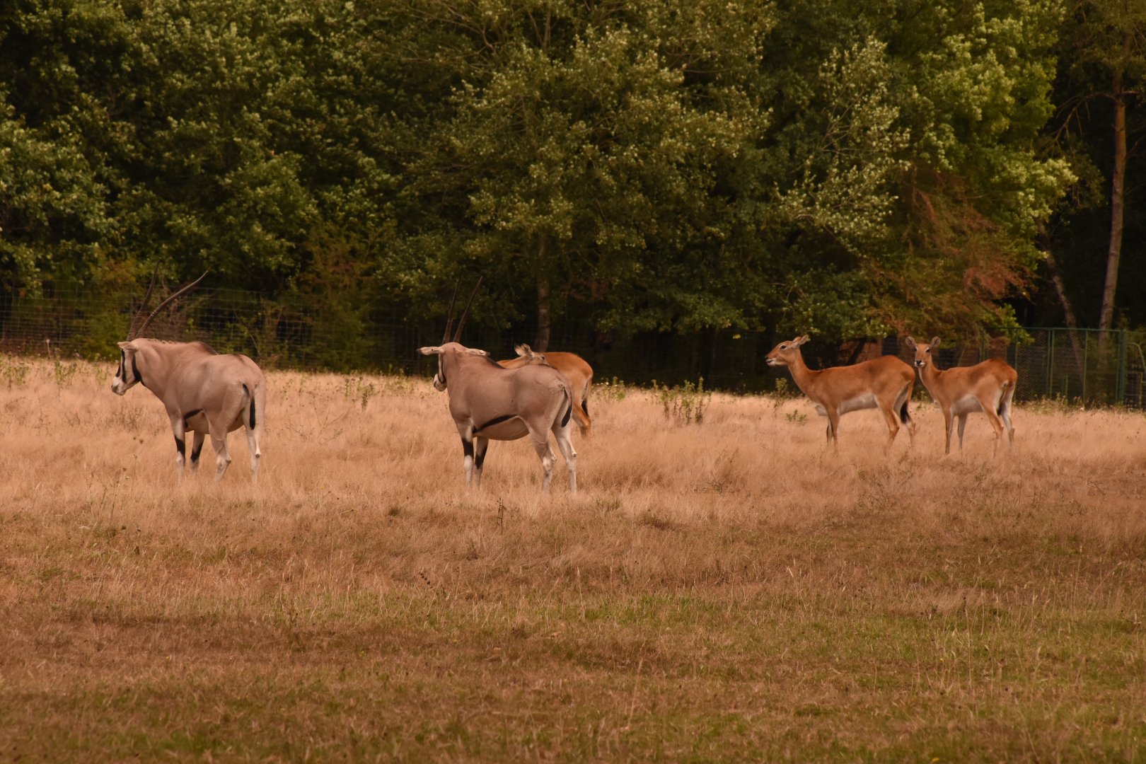 Beisa and Red Lechwe