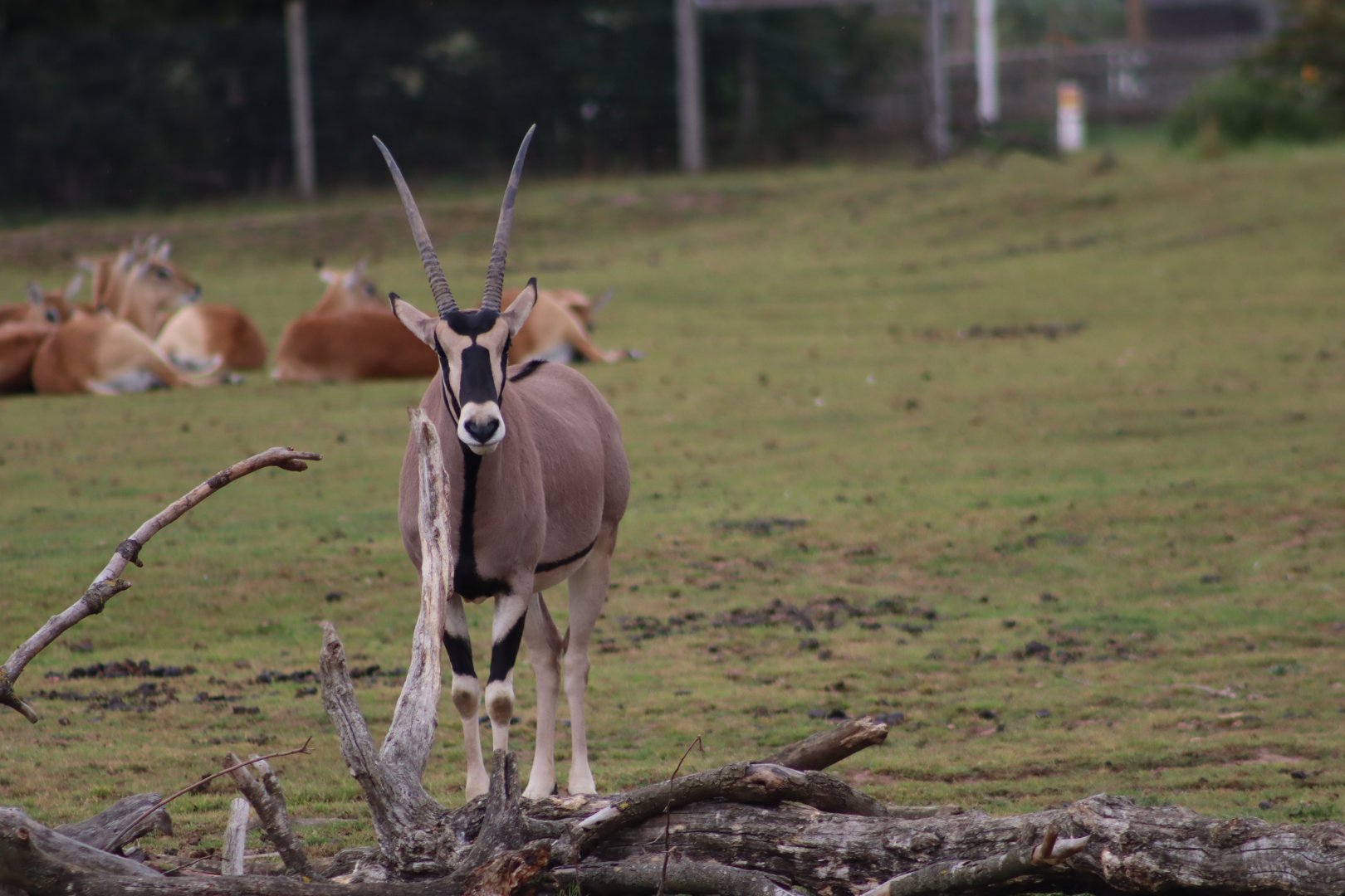 Beisa oryx - 10 September 2021