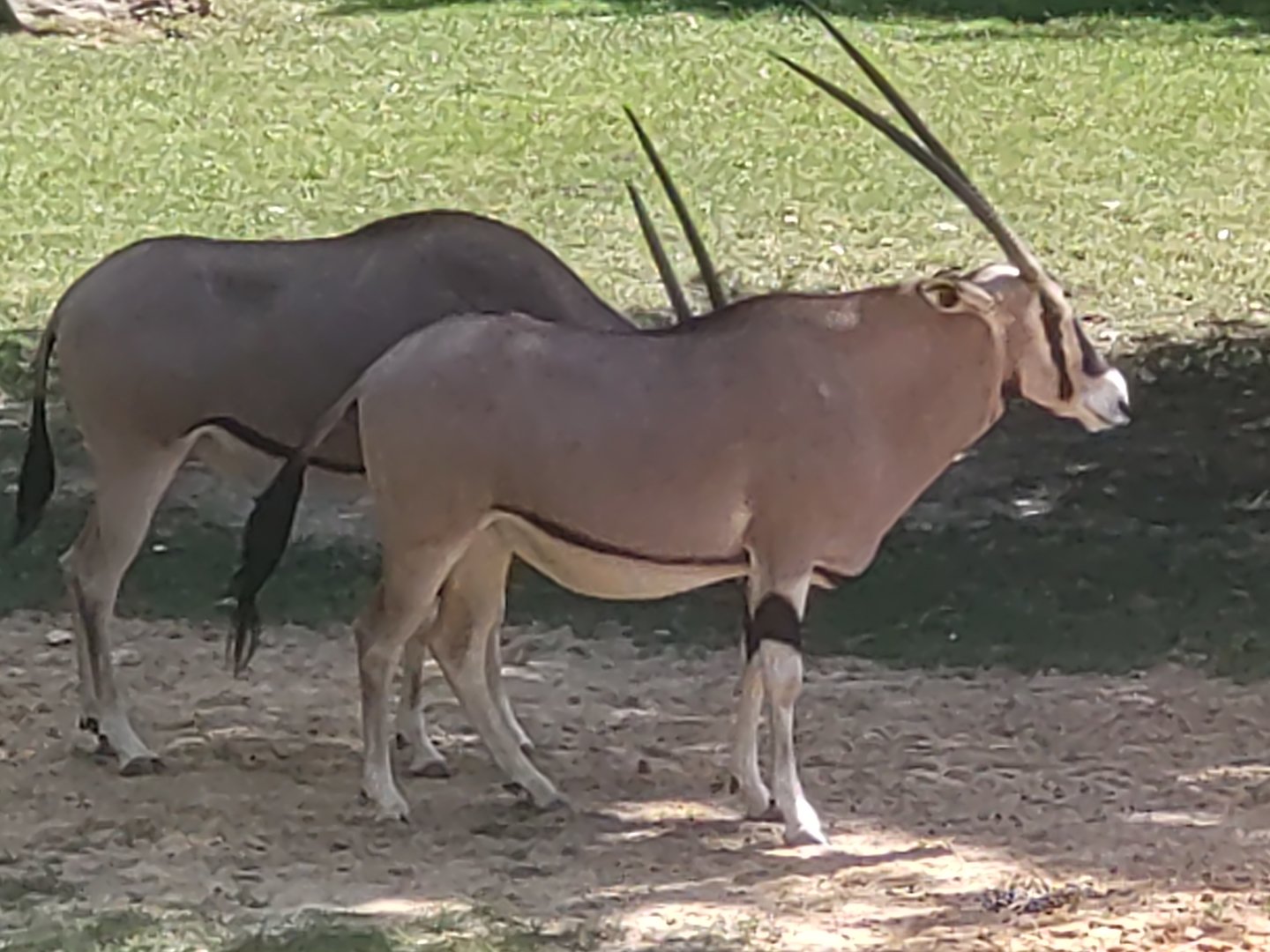 Beisa oryx 13/8/23