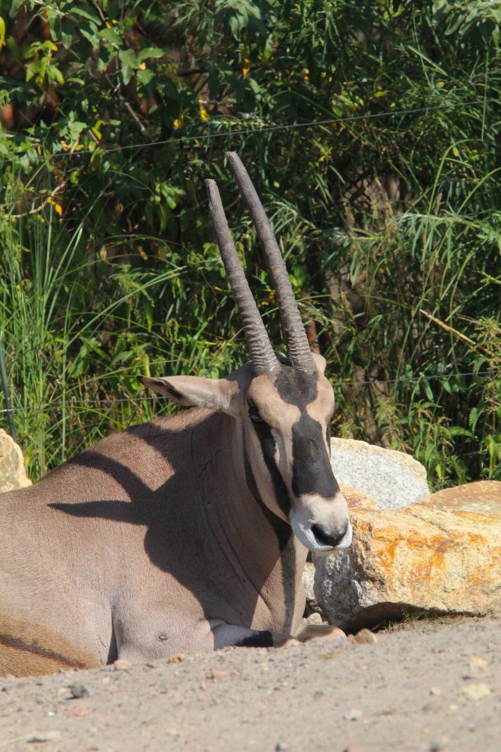 Beisa Oryx- 4th September 2024