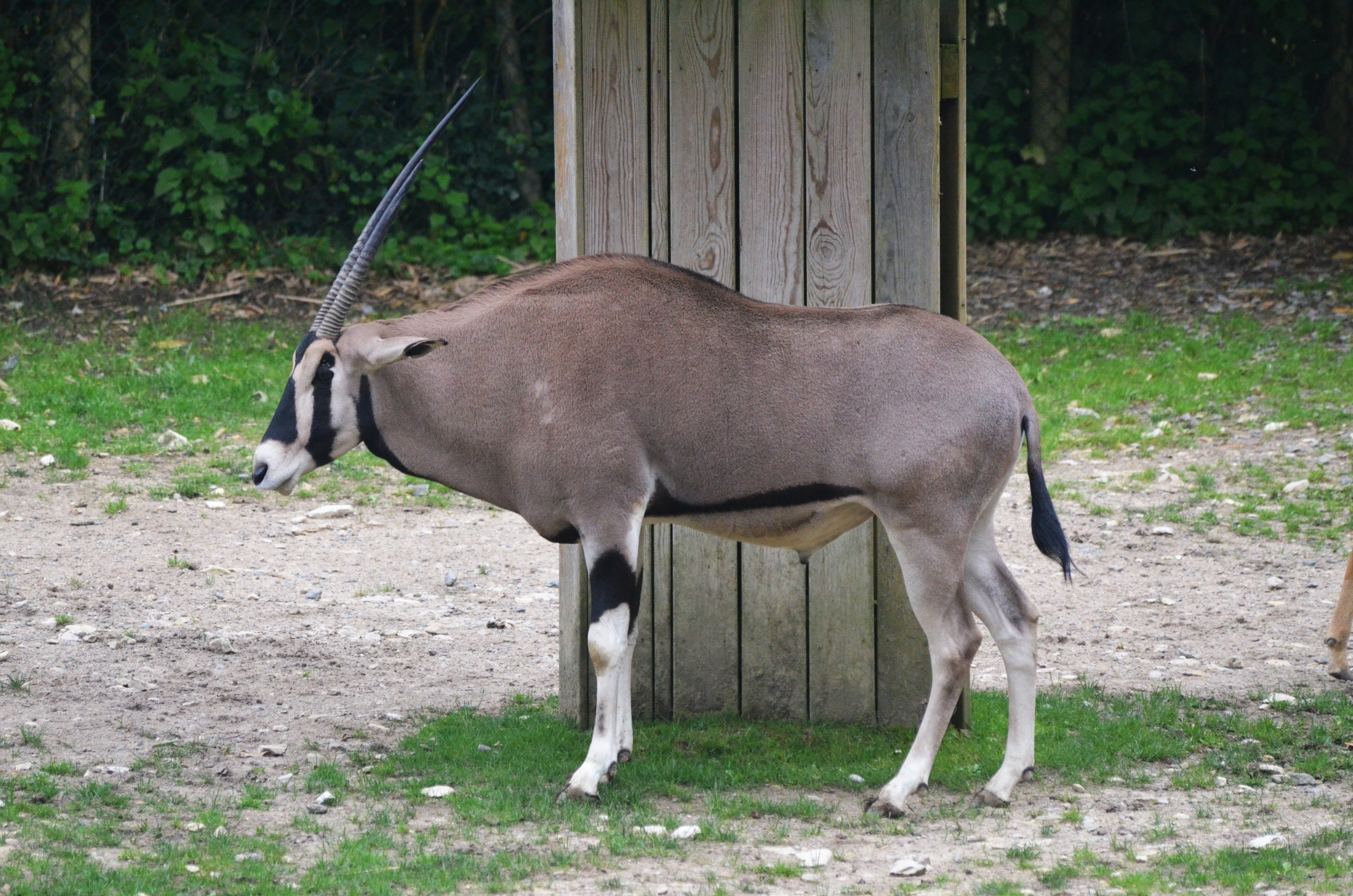 Beisa Oryx at Beauval, 12/06/18