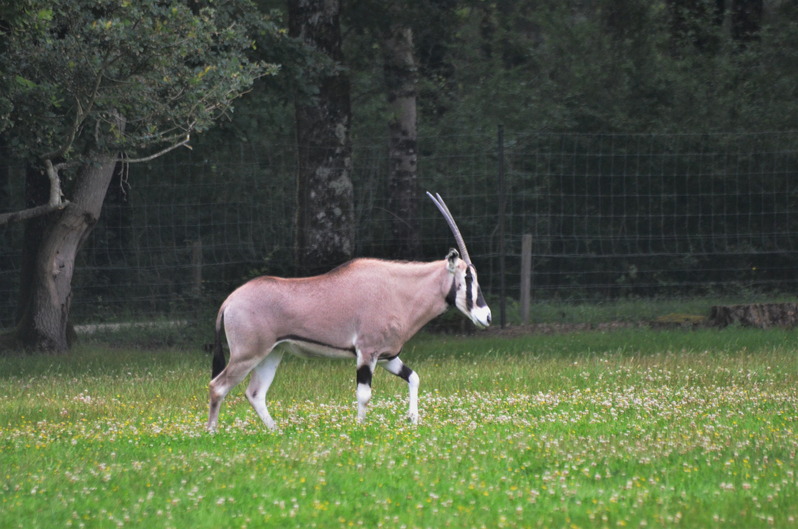 Beisa Oryx at Haute-Touche, 14/06/18