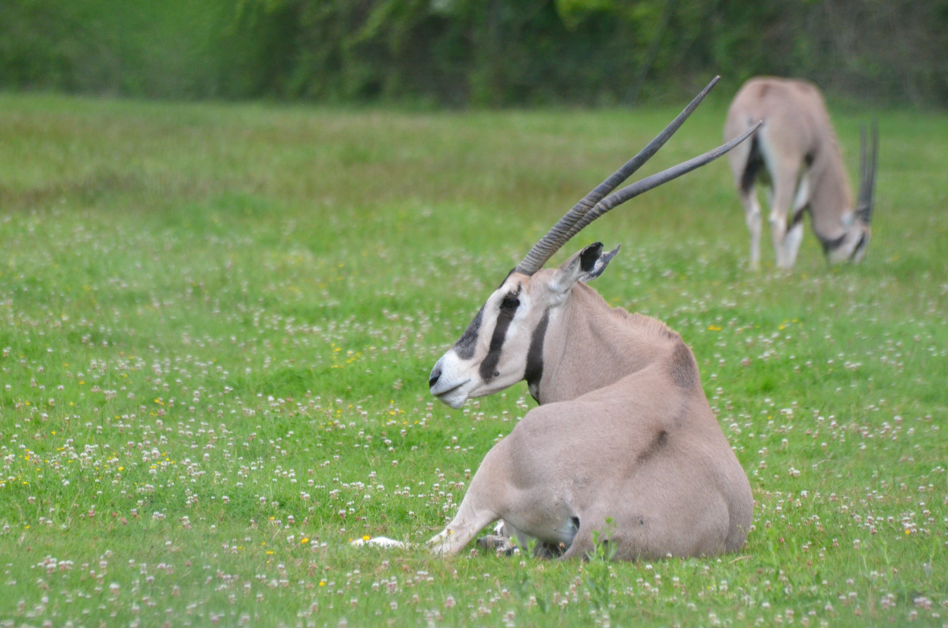 Beisa Oryx at Haute-Touche, 14/06/18