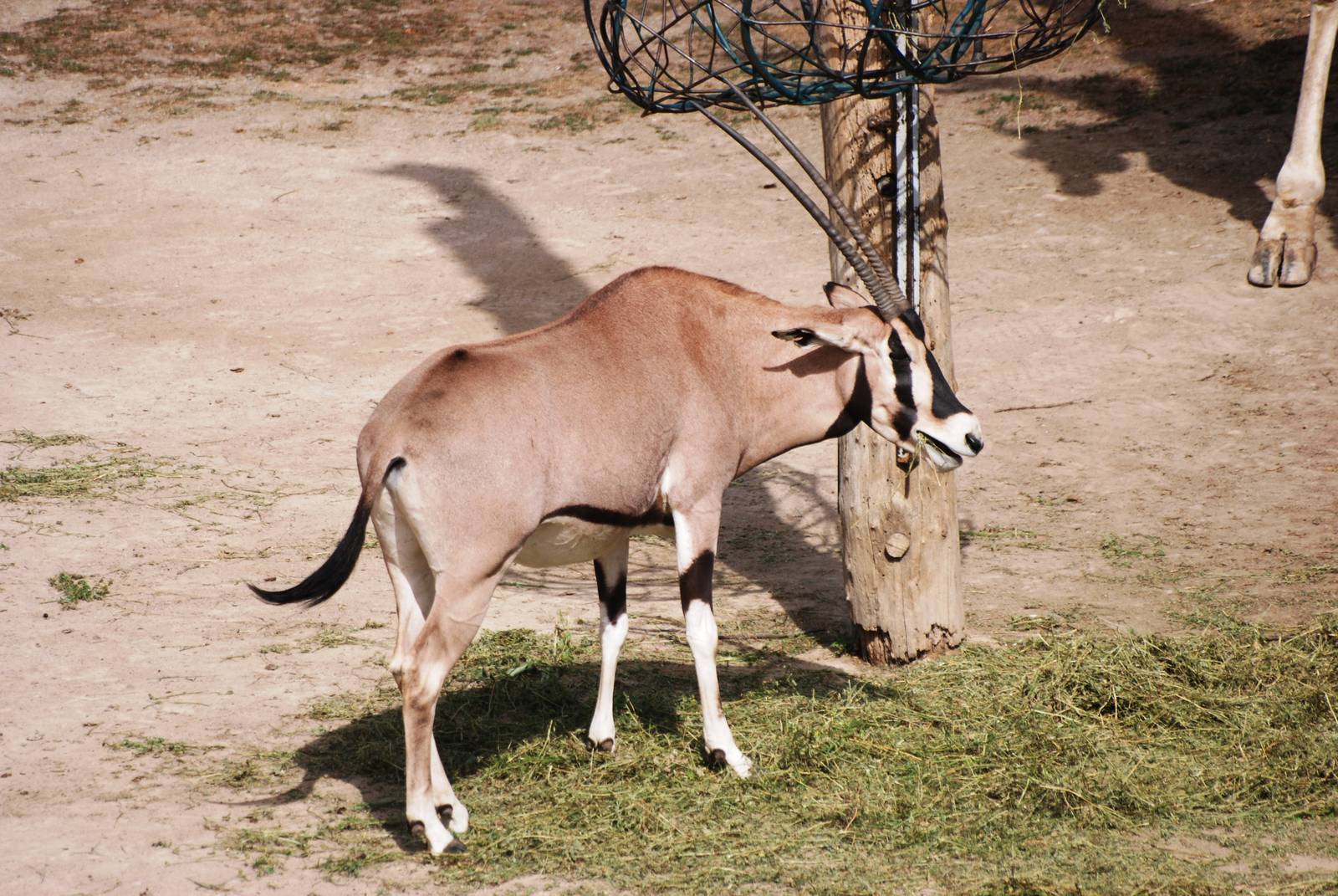 Beisa Oryx at Prague, 25/08/12