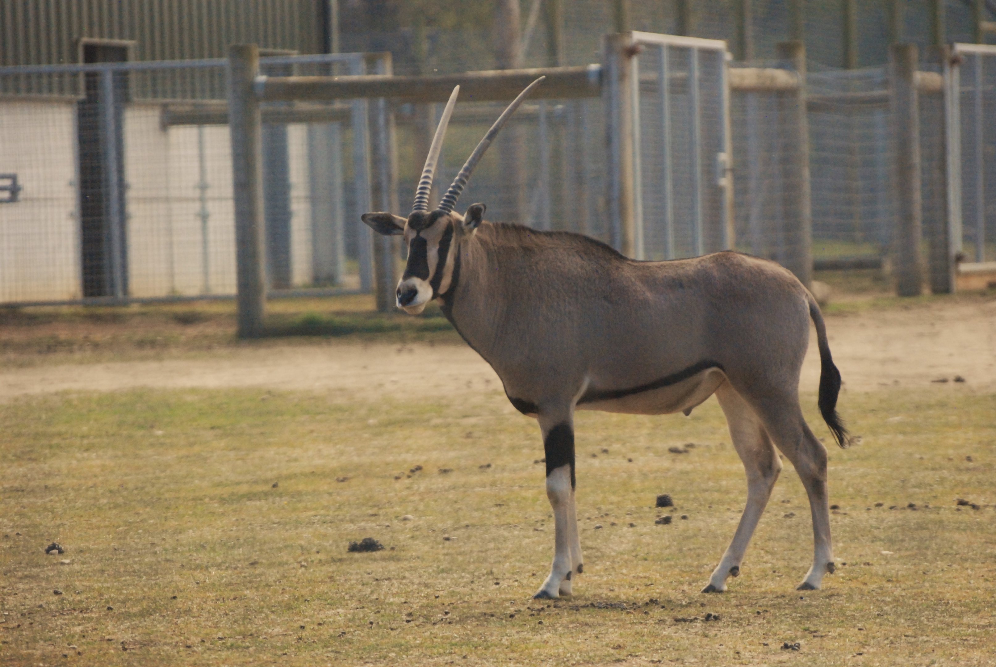 Beisa Oryx at Yorkshire WP, 18th April 2021
