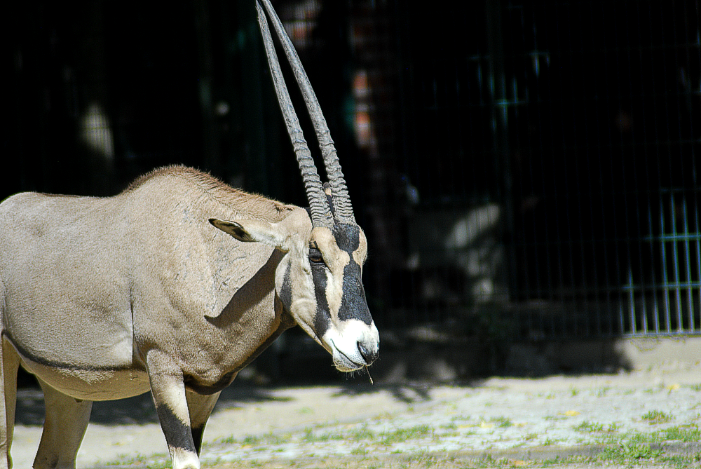 Beisa Oryx - Berlin Tierpark 2022