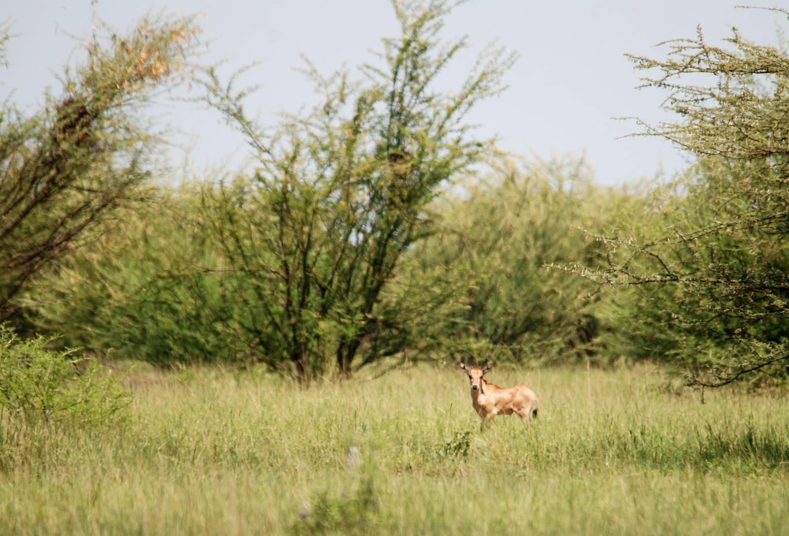 Beisa Oryx Calf in Awash NP, 12/10/14