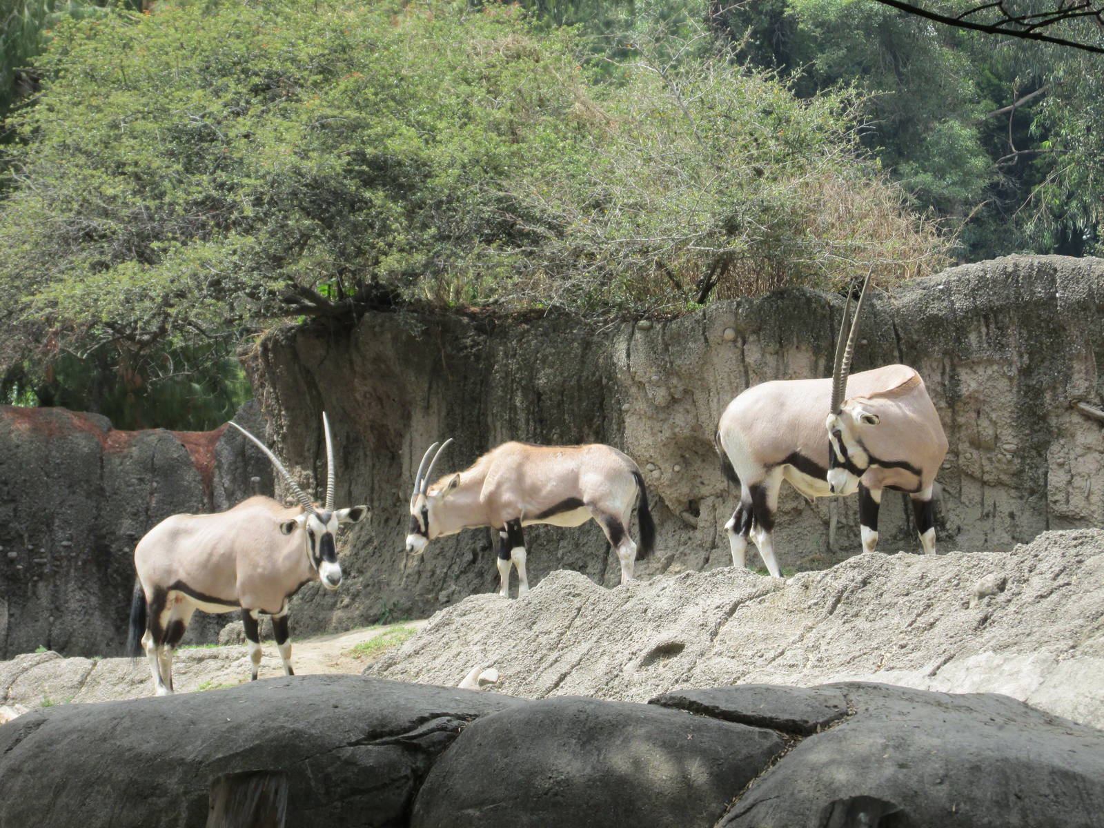 beisa oryx chapultepec zoo
