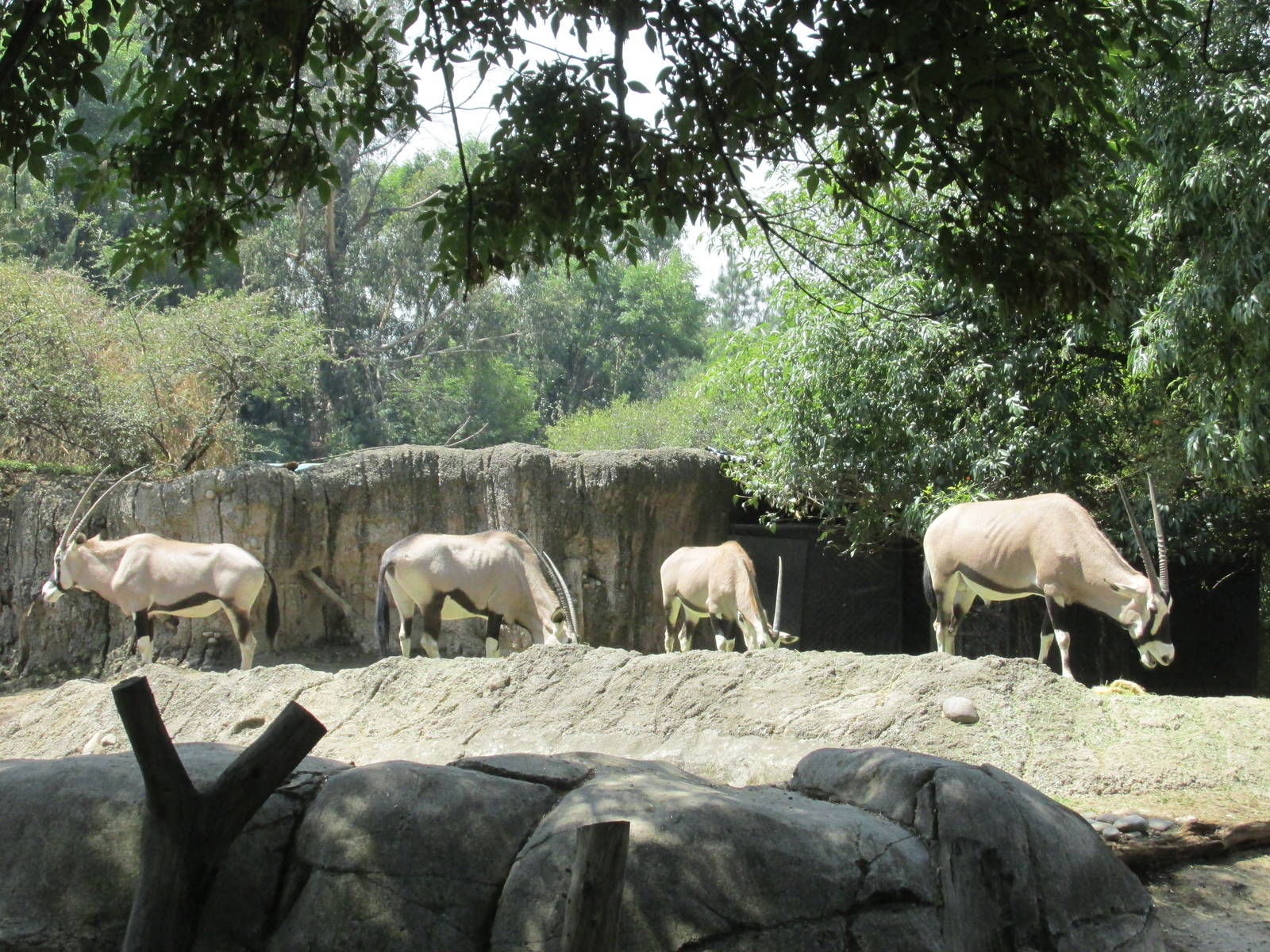 beisa oryx chaputepec zoo