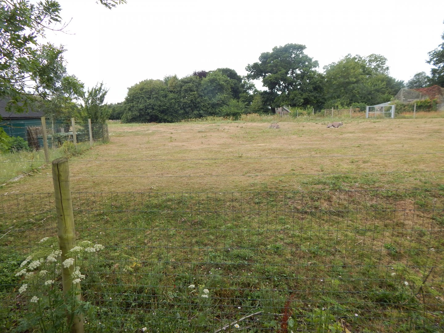 Beisa oryx enclosure 150725