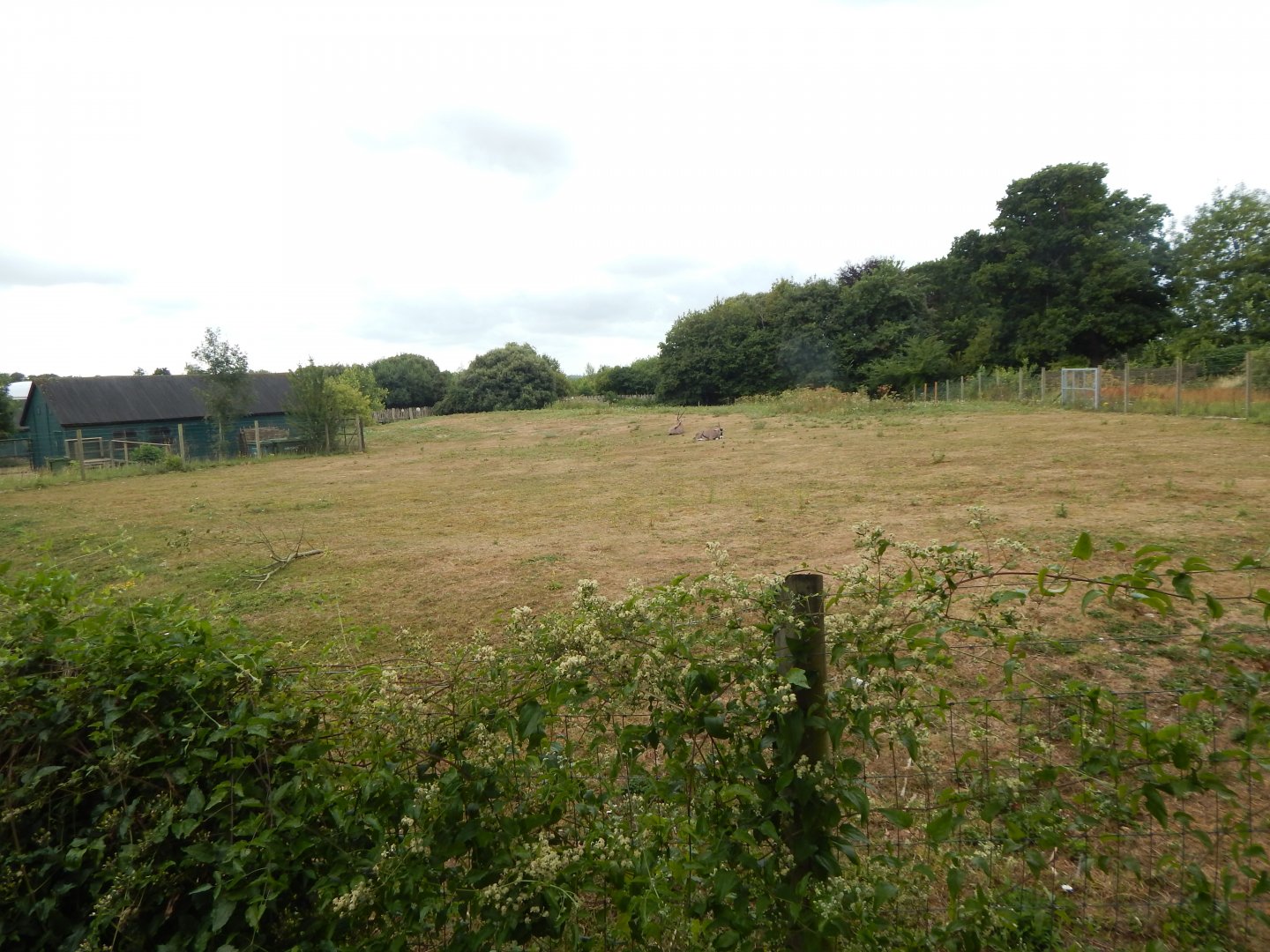 Beisa oryx enclosure 150725