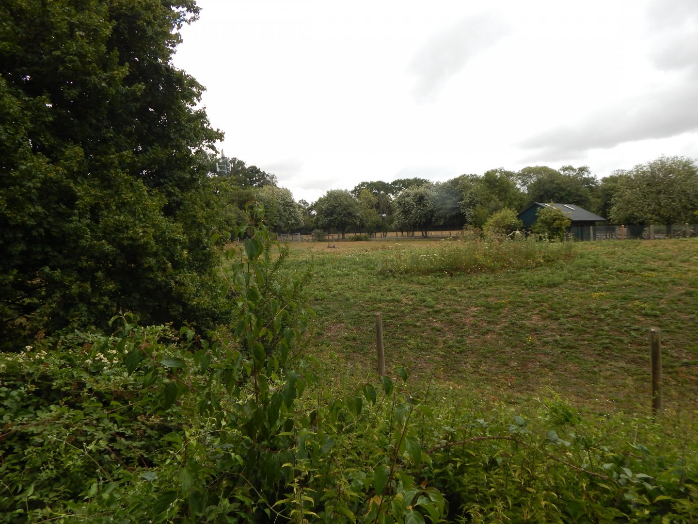 Beisa oryx enclosure 150725