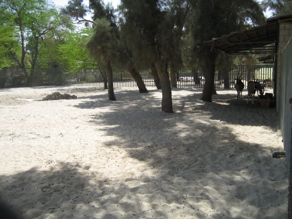 Beisa Oryx enclosure