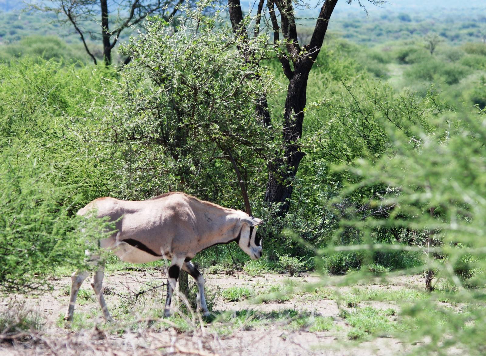 Beisa Oryx in Awash NP, 12/10/14