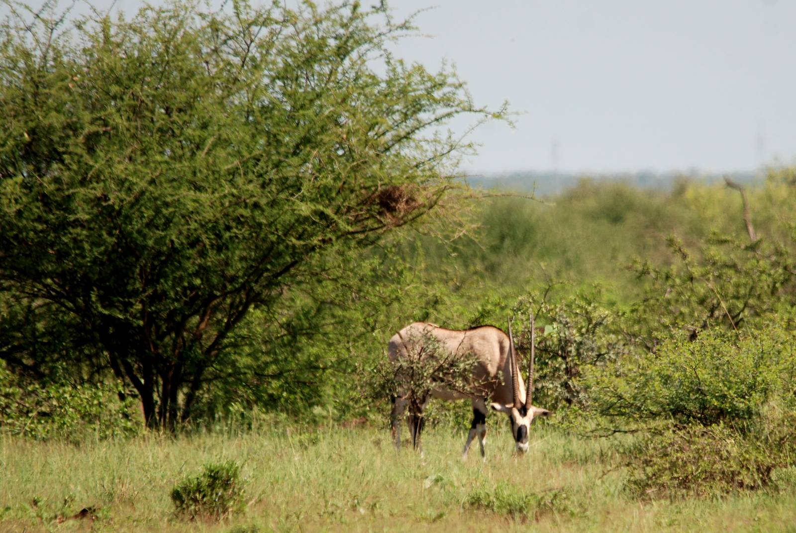 Beisa Oryx in Awash NP, 12/10/14