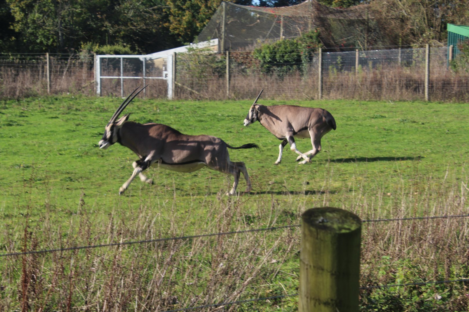Beisa Oryx, Marwell 27th October 2024